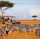 Zebras