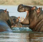 Hippos
