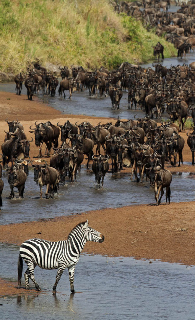 The Great Migration
