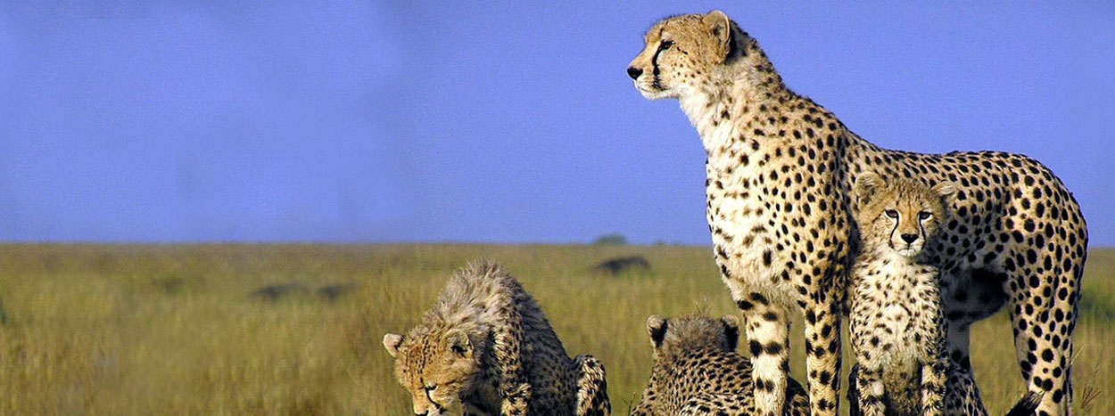 Cheetah family